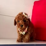 Yuvanizin Yeni Uyesi Korean Toy Poodle Cocuklarimiz