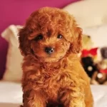 Sevimli Köpeğimizi Vermek Durumunda Kaldık