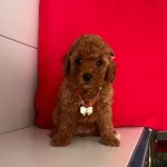 Toy Poodle Irk Ve Sağlık Garantili