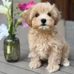 7.5 Aylik Maltipoo Erkek Yavrum
