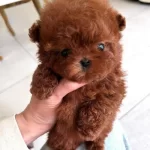 Cins Dişi Toy Poodle  Görüşülür