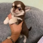 Safkan Chihuahua Yavrularımız