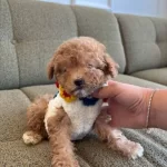 Gercek Koreli Toy Poodle Minnaklarimiz