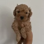 Apricot Dişi Yavrum Ailere Özel