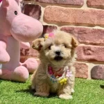 Sevimli Maltipoo Yavrum! Eşyalari Ile Birlikte