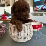 Poodle Eğitimli Son 2 Aşısı Kaldı