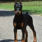A Scr Li, Dobermann Yavrularımız Yeni Yuvlarini Arıyor.