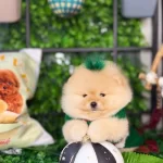 Çok Acil Yuvasına Kavuşmak İsteyen Bebiş Sizi Bekliyor.