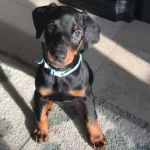 Saf Kan Doberman Oyuncu Sağlıklı 0-3 Aylık