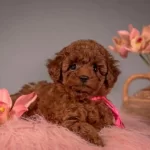 2 Aylık Dişi Toy Poodle