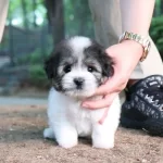 Güzel Ve Akıllı Kıza Yuva Arıyorum