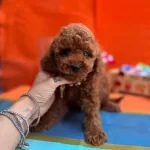 Mutlu Sempatik Akil Kupu Toy Pooodle Bebisler