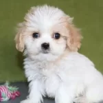 Güzelliği İle Büyüleyen Maltese Yavrular