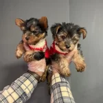 Yorkshire Terrier Yavrular