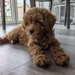 2,5 Aylık Poodle Erkek Bebek Için Yuva Arıyoruz