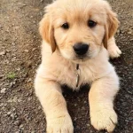 4 Aylık Dişi Golden Retrieverr