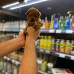 Irk Garantili Sevimli Toy Poodle Yavruları