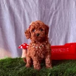 Minyatür Toy Poodle Safkan Karamel Rengi