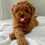 Dark Red Brown Teacup Bebekler