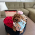 Nadir Guzellikteki Kore Toy Poodle Cocuklarim