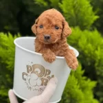Kore Kan Orjinal Toy Poodle Red Brown
