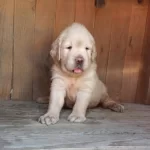 Oyuncu Ve Sevgi Delisi Yeni Yuvalarını Arıyorlar