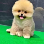 Safgan Erkek Pomeranian Boo