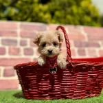 Sevecen Yavru Için Sıcak Bir Yuva