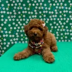 Akilli Super Zeki Kore Poodle Bebeklerimiz