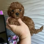 Ufak Boyut  Yavru Arayanlara Toy Poodle