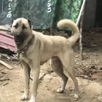4 Tane Dev Kangal Yavru