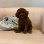 Kızıl Toy Poodle Bebekler Yuva Bekliyor