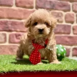 Anatomi Harikası Maltipoo Yavrularımız