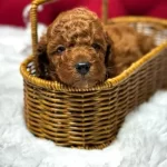 Toy Poodle Yavrular Orji̇nal Sağlikli