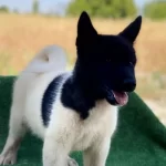 Kif Secreleri̇ Aki̇ta Uni̇ Ameri̇kan