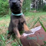 Belçika Kurdu Malinois 3.5 Aylık Erkek