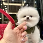 Orji̇nal Spi̇tz Olmayan Pomerani̇an Boo