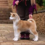 Kif Secreleri̇ Aki̇ta Uni̇ Ameri̇kan