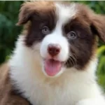 Secereli Border Collie Blue Merle Dişi Bebek