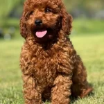 En Microsu En Özeli Benim Olsun Diyorsanız