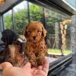 Toypoodle Sahiplendirilecek Ücretli