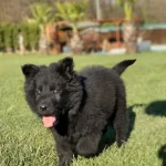 Safkan Alman Kurdu Yavruları siyah