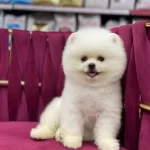 2.5 Aylık Dişi Teacup Yavrumuz Çok Güzel