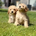 Maltipoo Yavrum Yeni̇ Sahi̇bi̇ni̇ Arıyor