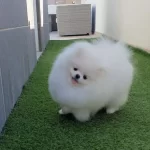 Toplu Sahiplendirme 1 Anne 2 Yavru