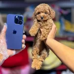 Kore Kan Orji̇nal Toy Poodle Yavrular