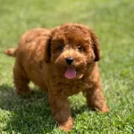 3 Aylik Dişi Poodle Aşıları Tam Tuvalet Eğitimli