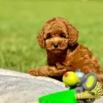 Masum Ve Yumos Tuylu Kore Poodle Yavrularım