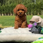 Orji̇nal Toy Poodle Sağlik Garanti̇li̇ Çocuklar