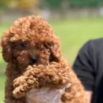 Ev Halkilinin Nese Adayi Toy Poodle Kardesler